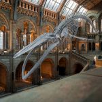 5 Free Museums to See in London